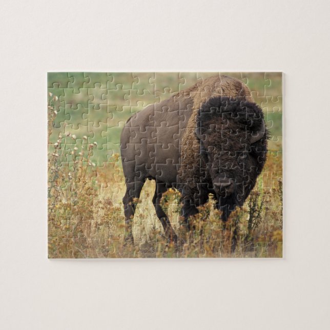 Bison Foto (Horizontal)
