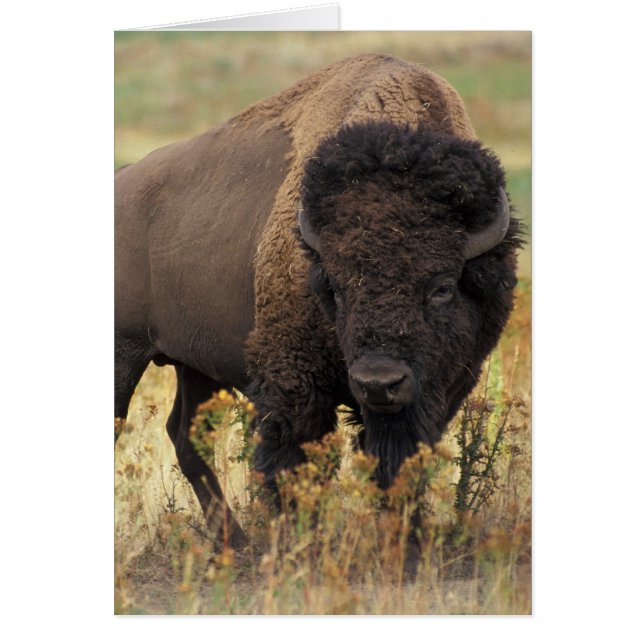 Bison Foto (Vorne)