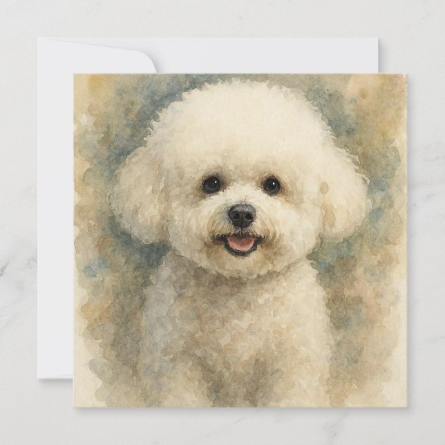 Bison Frise (Vorderseite)