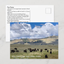 Bison Fun Fakten Yellowstone Nationalpark Postkarte