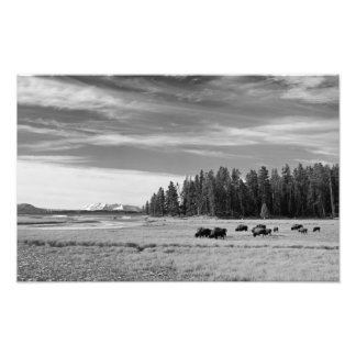 Bison Grazing at Yellowstone Black and White Fotodruck