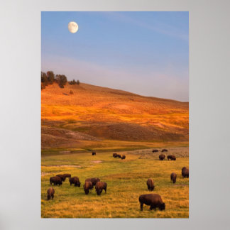 Bison Grazing on Hill at Hayden Valley Poster