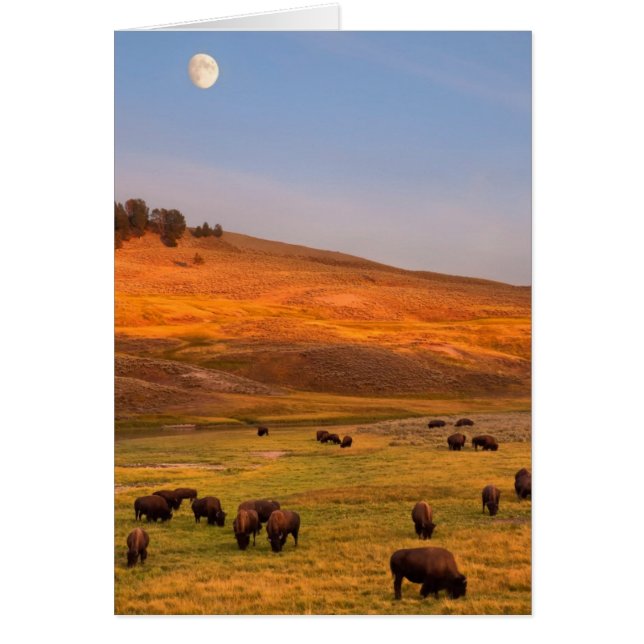 Bison Grazing on Hill im Hayden Valley (Vorne)