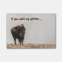 Bison hält seine Zunge raus - Spaß - Funny