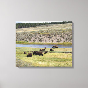 Bison, Hayden Valley, Yellowstone Nationalpark Leinwanddruck