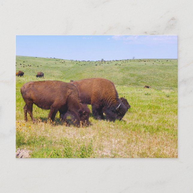 Bison Herd, Custer Staat Park, South Dakota Postkarte (Vorderseite)