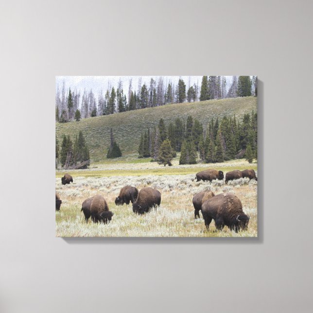 Bison im Hayden-Tal des Yellowstone Leinwanddruck (Vorderseite)