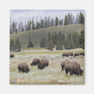 Bison im Hayden-Tal des Yellowstone Magnet