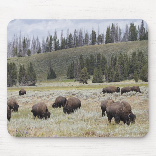 Bison im Hayden-Tal des Yellowstone Mousepad (Vorne)