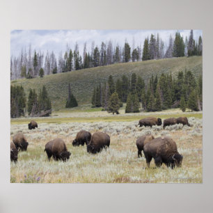 Bison im Hayden-Tal des Yellowstone Poster
