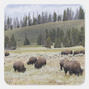 Bison im Hayden-Tal des Yellowstone Quadratischer Aufkleber
