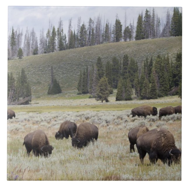 Bison im Hayden Tal von Yellowstone Fliese (Vorderseite)