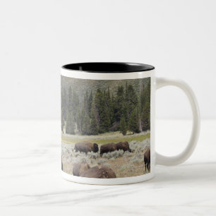 Bison im Hayden Tal von Yellowstone Zweifarbige Tasse