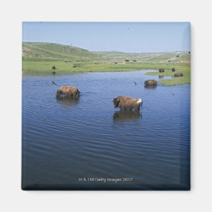 Bison im Wasser mit vielen Klippen Schluchten Magnet