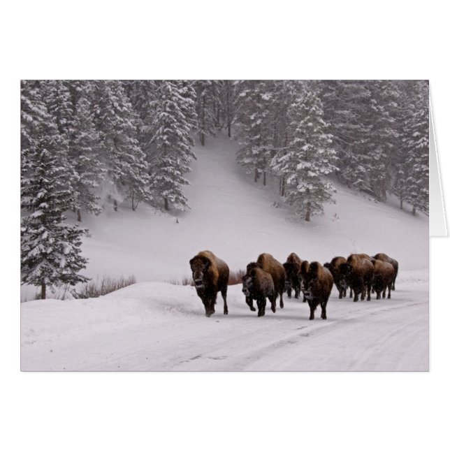 Bison im Winter (Vorderseite (Horizontal))