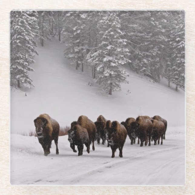 Bison im Winter Glasuntersetzer (Vorderseite)