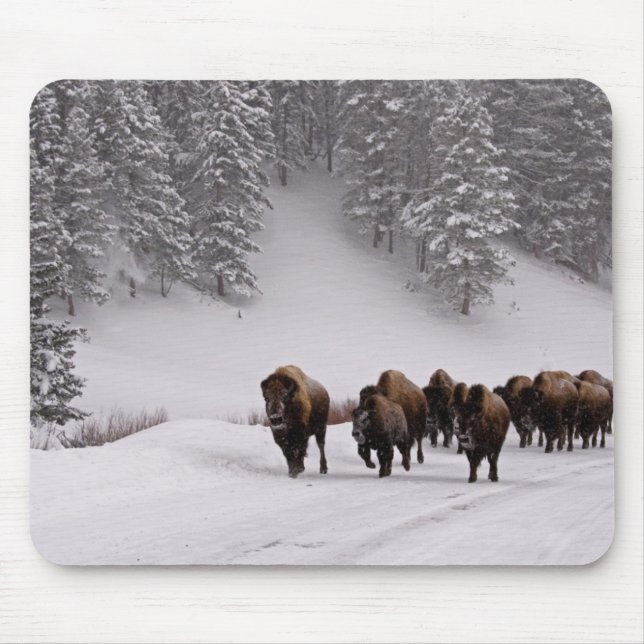 Bison im Winter Mousepad (Vorne)