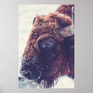 BISON IM WINTER POSTER