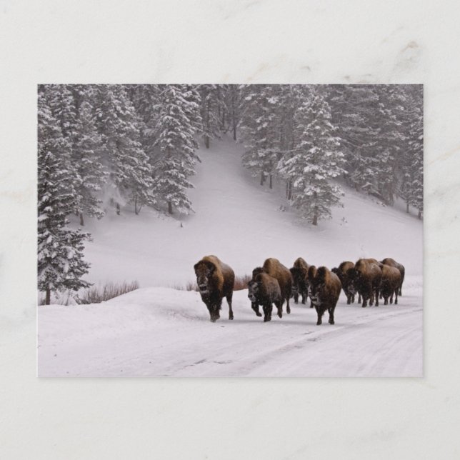 Bison im Winter Postkarte (Vorderseite)