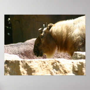 Bison im Zoo Poster