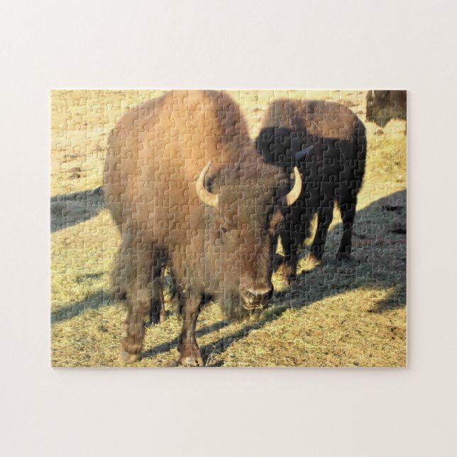 Bison in Colorado (Horizontal)