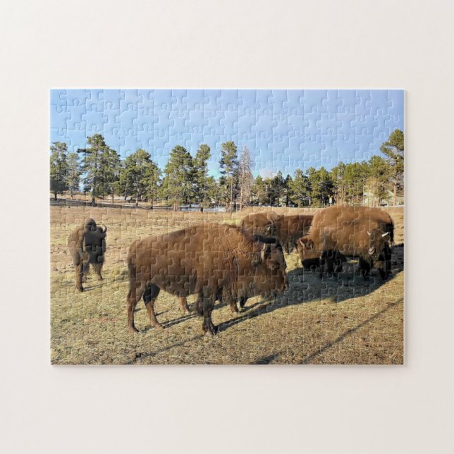 Bison in Colorado (Horizontal)