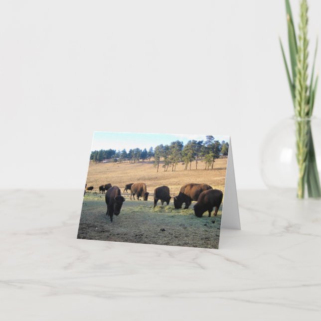 Bison in Colorado Dankeskarte (Vorderseite)