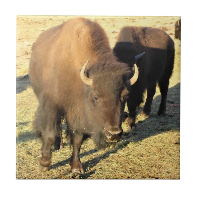 Bison in Colorado Fliese (Vorderseite)