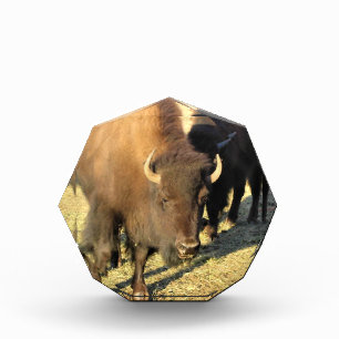 Bison in Colorado Fotoblock