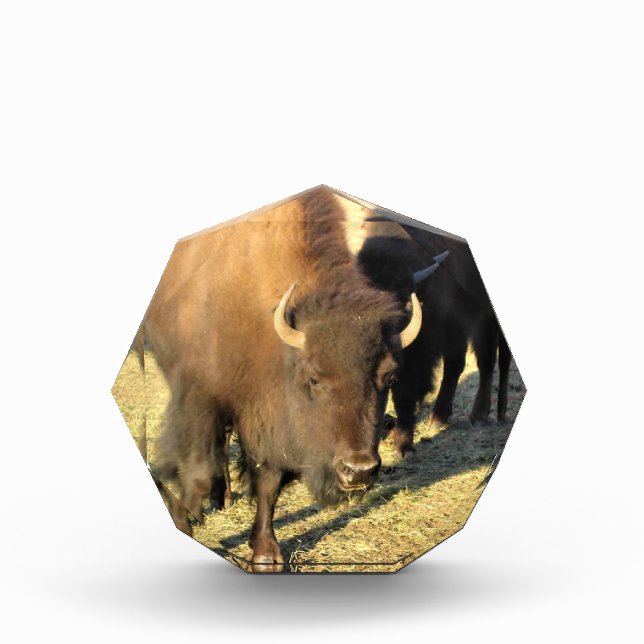 Bison in Colorado Fotoblock (Vorderseite)