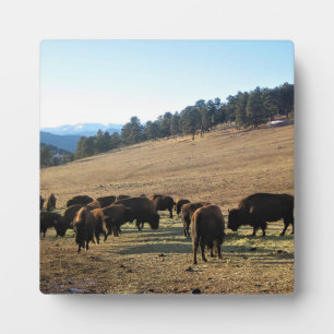 Bison in Colorado Fotoplatte