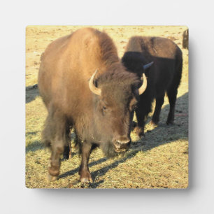Bison in Colorado Fotoplatte