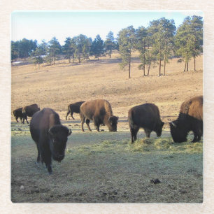 Bison in Colorado Glasuntersetzer