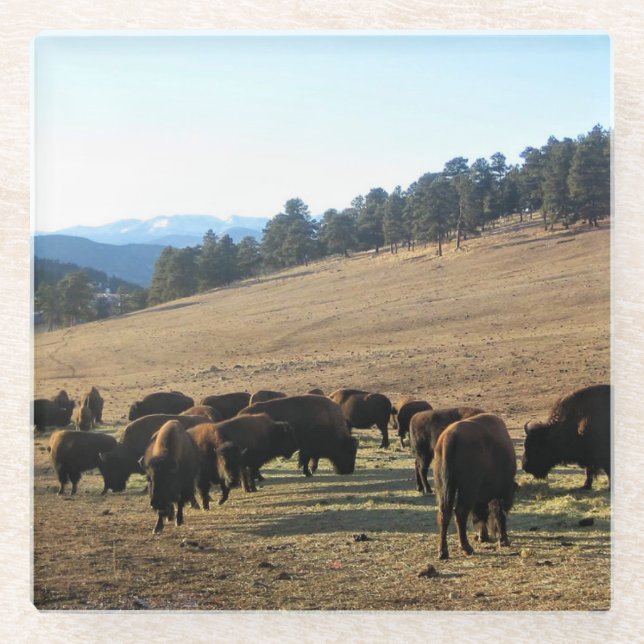 Bison in Colorado Glasuntersetzer (Vorderseite)