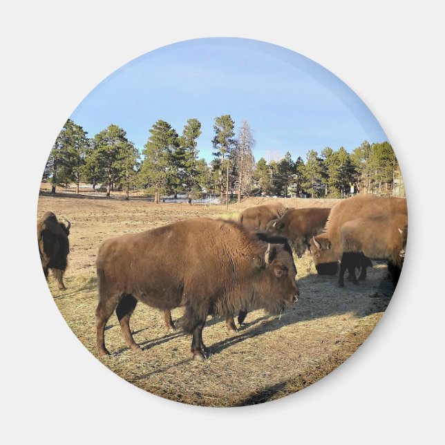 Bison in Colorado Magnet (Vorne)