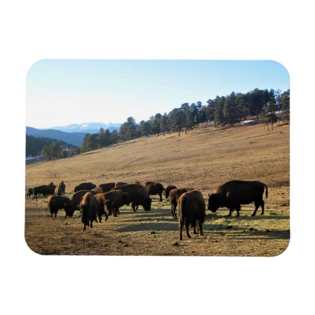 Bison in Colorado Magnet (Horizontal)