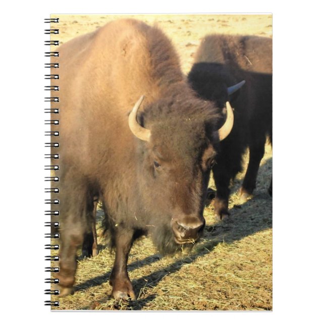 Bison in Colorado Notizblock (Vorderseite)
