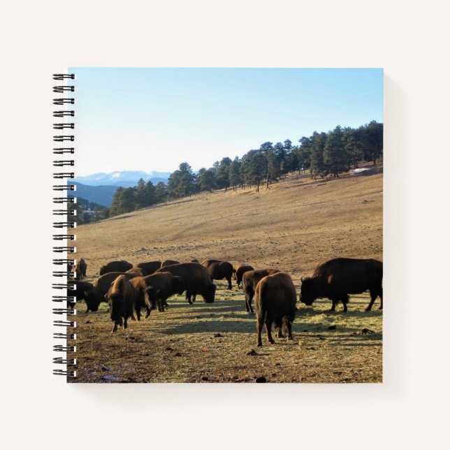 Bison in Colorado Notizbuch (Vorderseite)