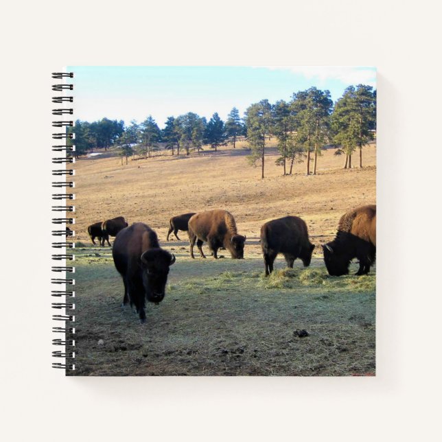 Bison in Colorado Notizbuch (Vorderseite)