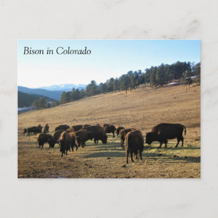 Bison in Colorado Postkarte