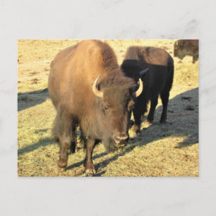 Bison in Colorado Postkarte