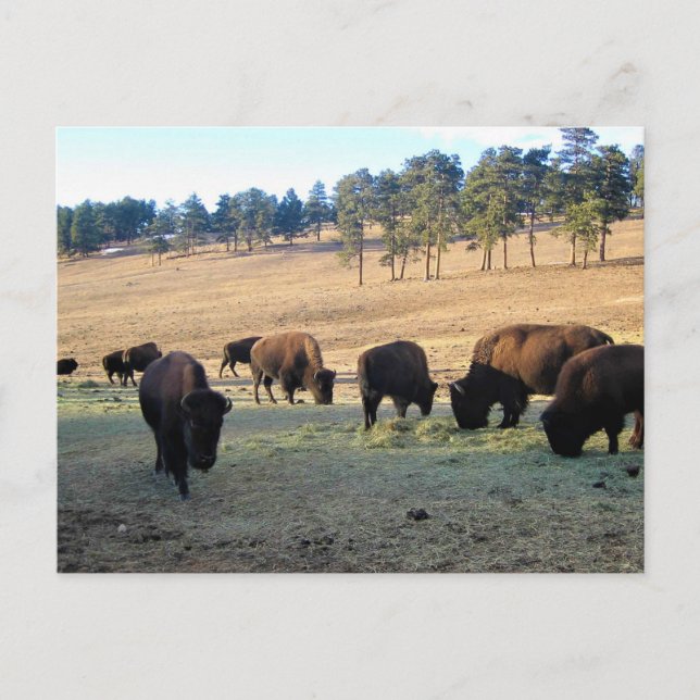 Bison in Colorado Postkarte (Vorderseite)