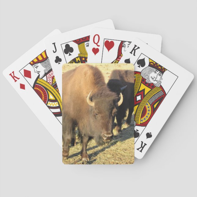 Bison in Colorado Spielkarten (Rückseite)