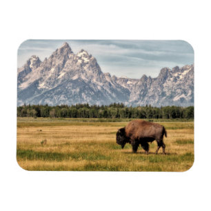 Bison in den Tetons Magnet