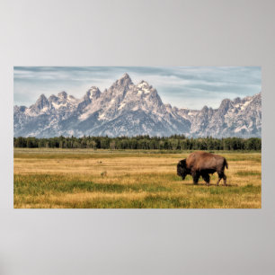 Bison in den Tetons Poster