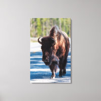 Bison in der Straße im Yellowstone-Nationalpark