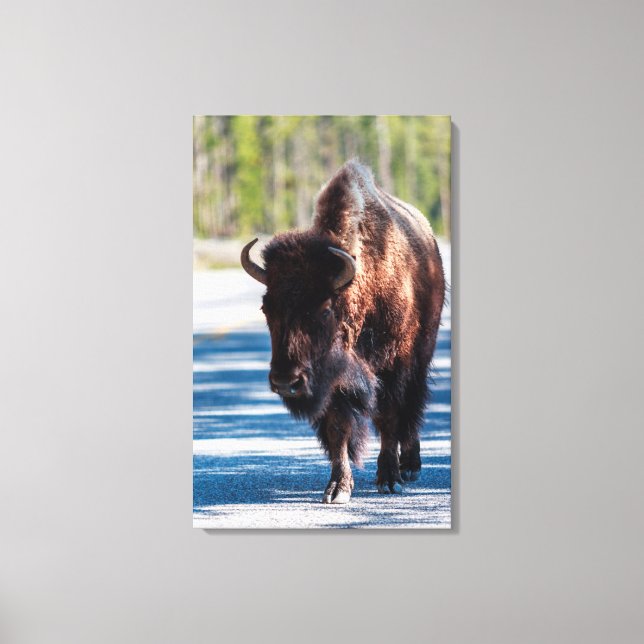 Bison in der Straße im Yellowstone-Nationalpark Leinwanddruck (Vorderseite)