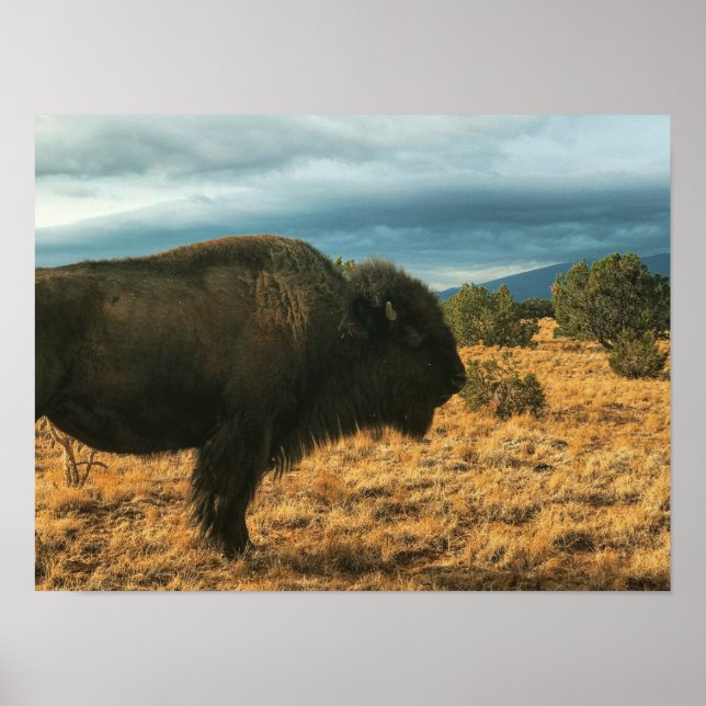 Bison in Foreground Mountains New Mexico Poster (Vorne)