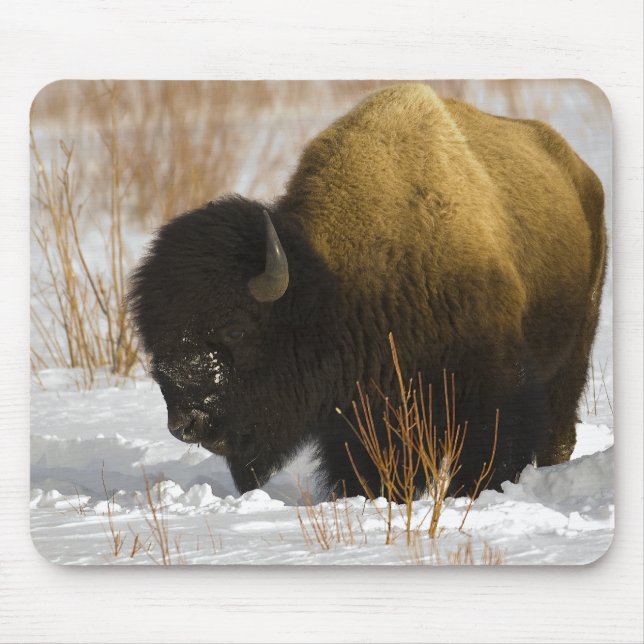 Bison in Winter-Yellowstone Nationalpark Mousepad (Vorne)
