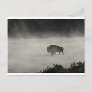 Bison in Winter Yellowstone Postkarte